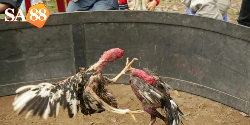 10-tran-ga-kinh-dien-mang-den-trai-nghiem-man-nhan