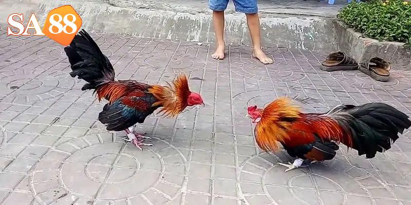 Nam-ro-yeu-to-tao-nen-tran-ga-kinh-dien-can-thiet