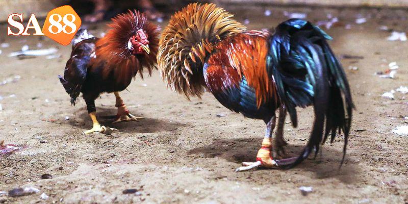 Tran-ga-xam-coi-tao-nen-con-sot-voi-nguoi-choi